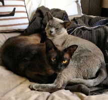 Archie and Tilly the Burmese